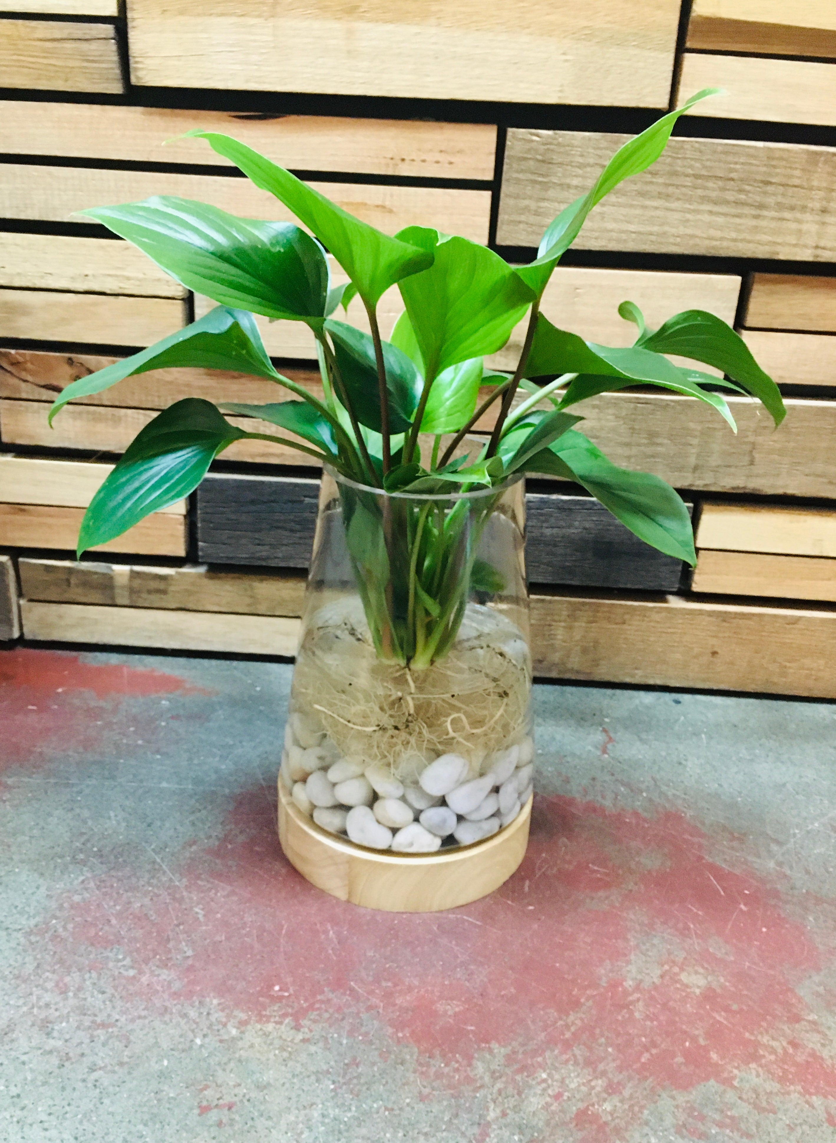 Water Plant Vase - DIY Home & Garden Waratah Emerald Gem (Complete, pick up only) 