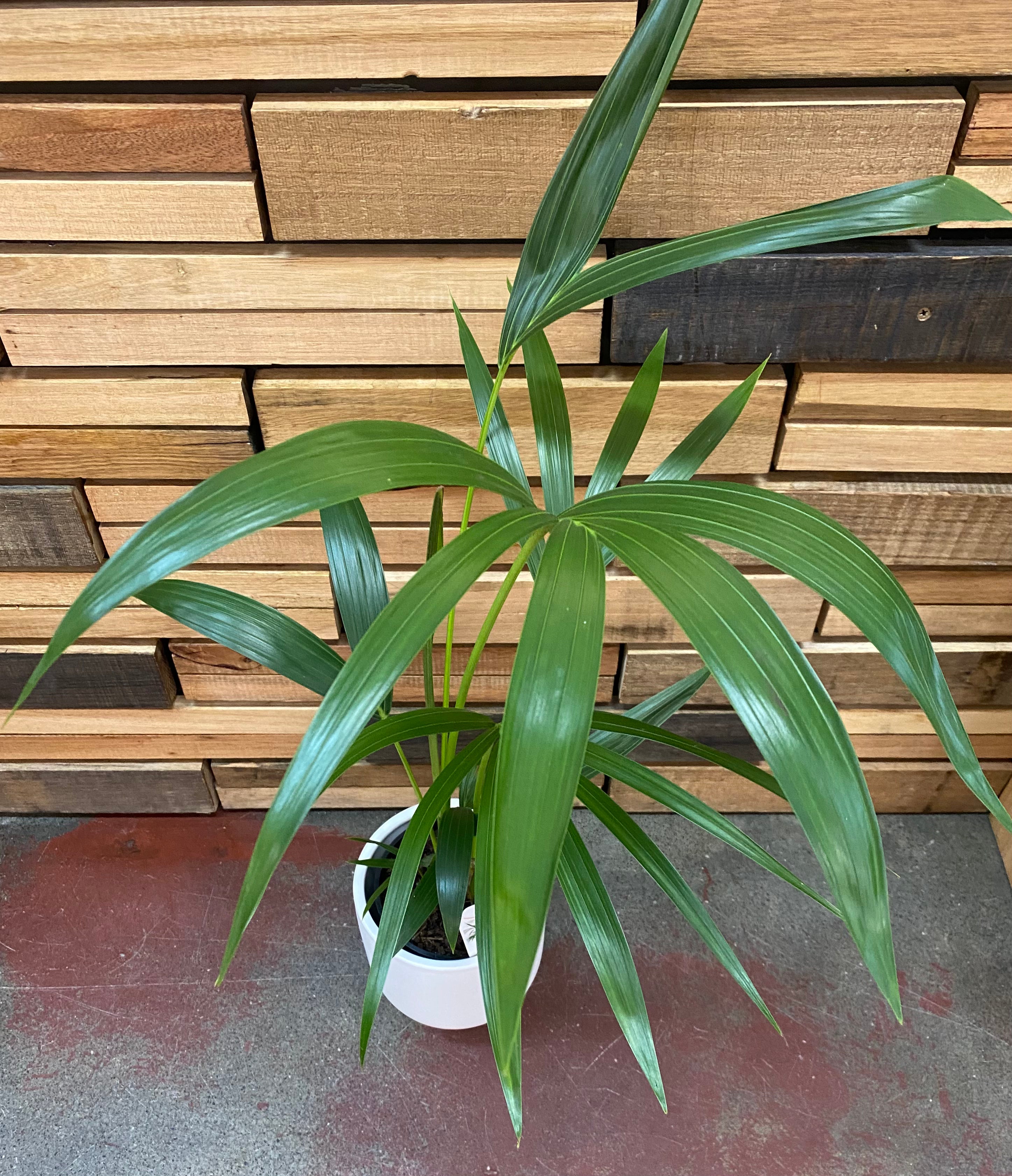 Kentia Palm - (Howea forsteriana) Indoor & Outdoor Plants westlands 140mm 