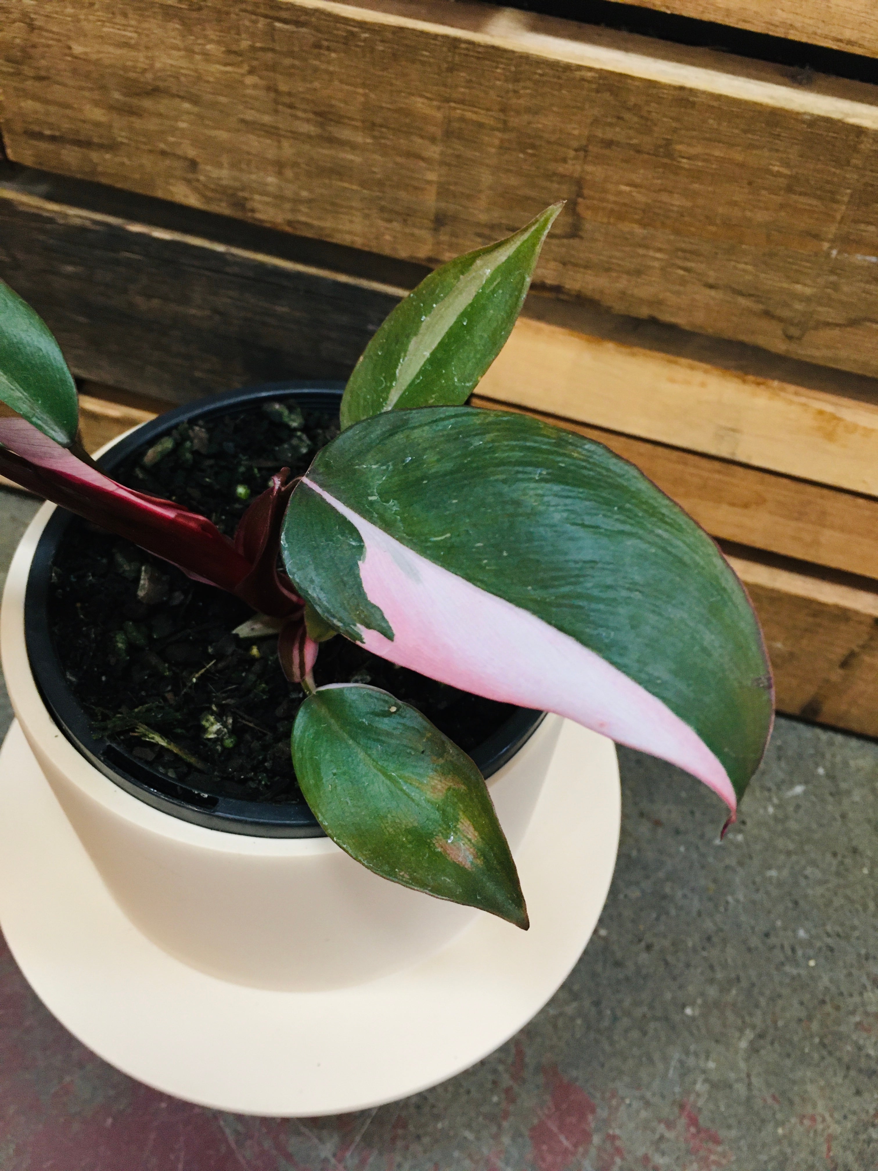 Philodendron Pink Princess Plant Westland 