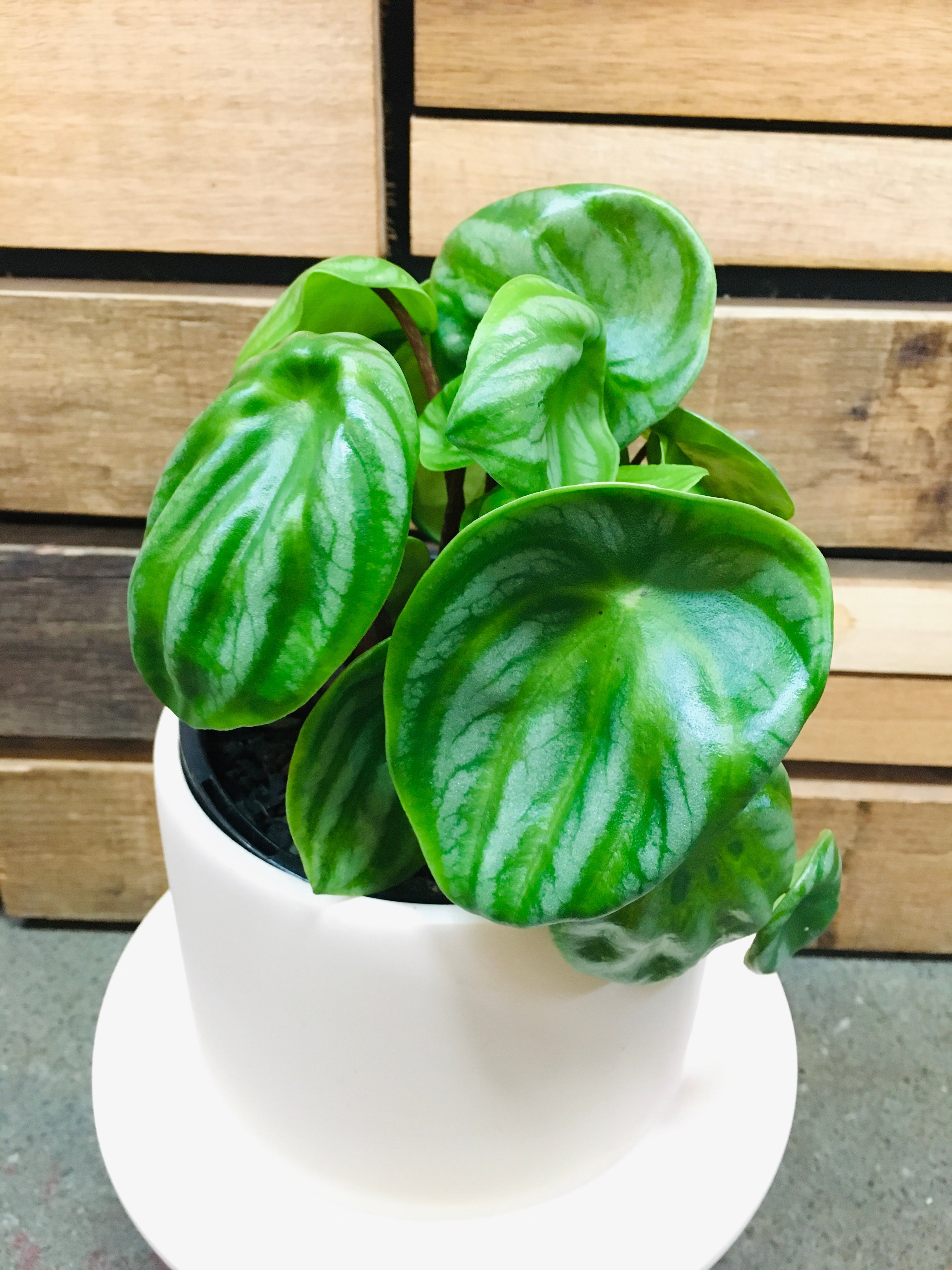 Peperomia ALL KINDS (Tas only) plant Westland 