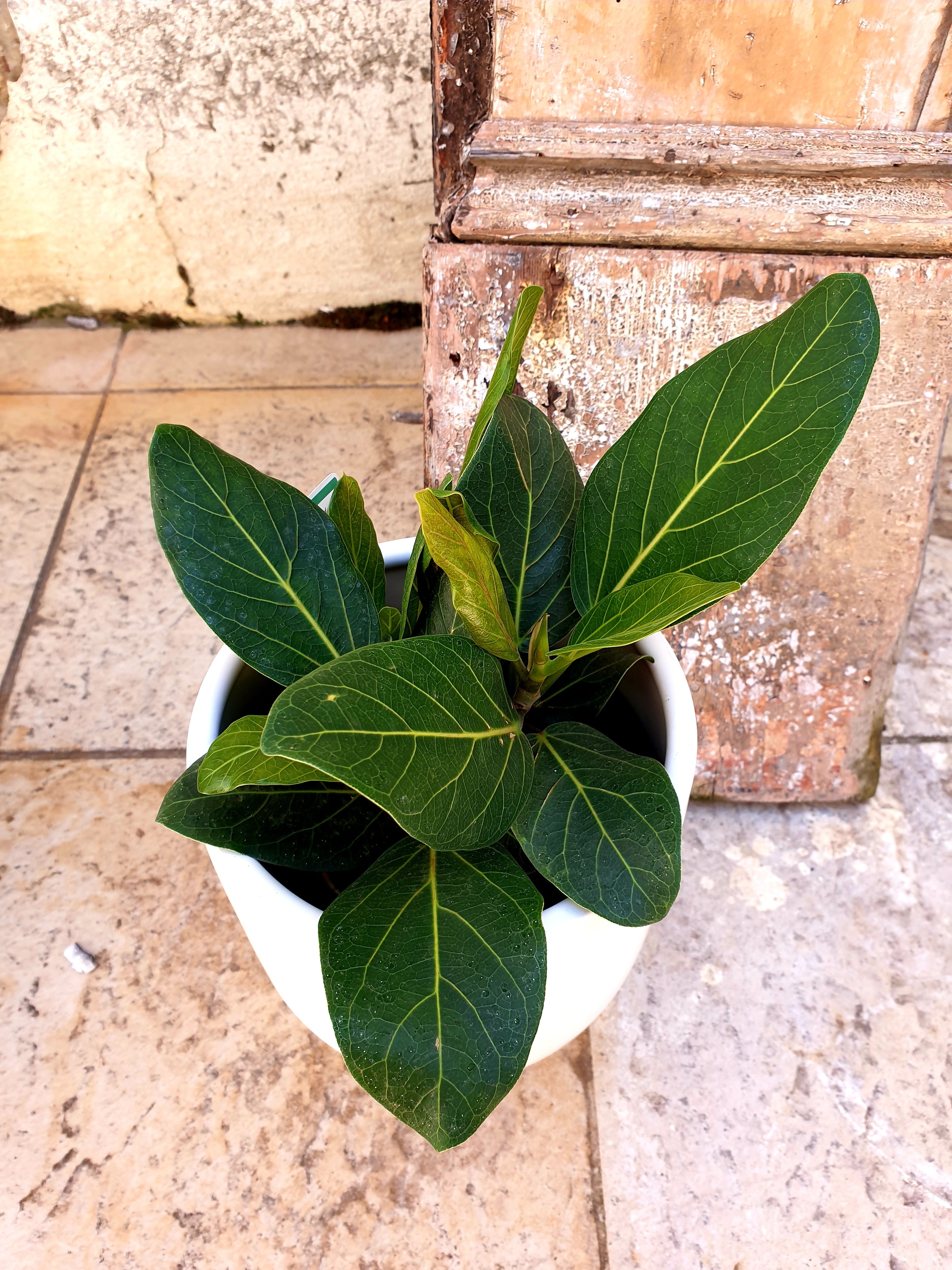 Fiddle Leaf Fig - Ficus Lyrata Plants Westland 