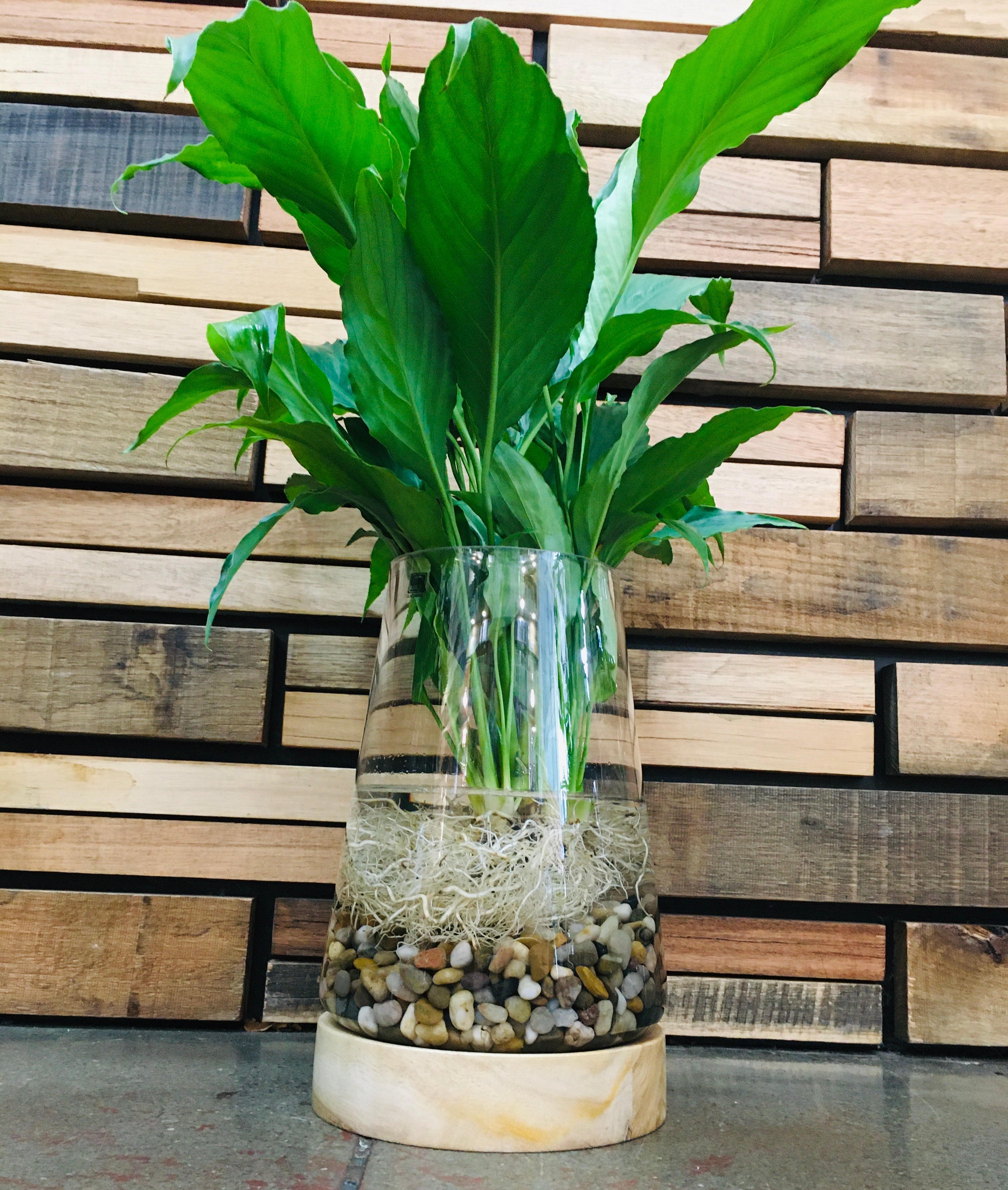 Water Plant Vase - DIY Home & Garden Waratah 