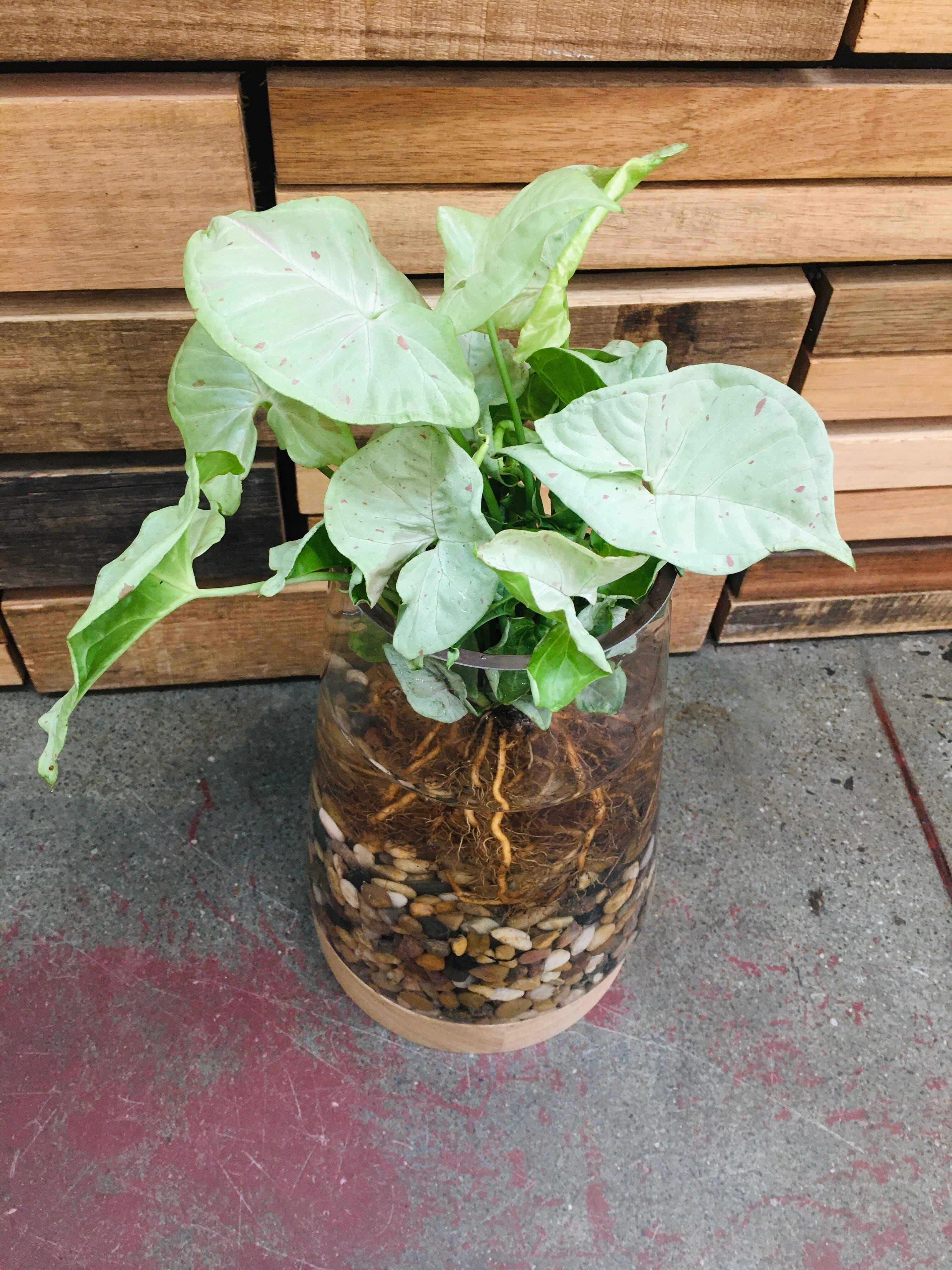 Water Plant Vase - DIY Home & Garden Waratah Complete Syngonium “Confetti” 