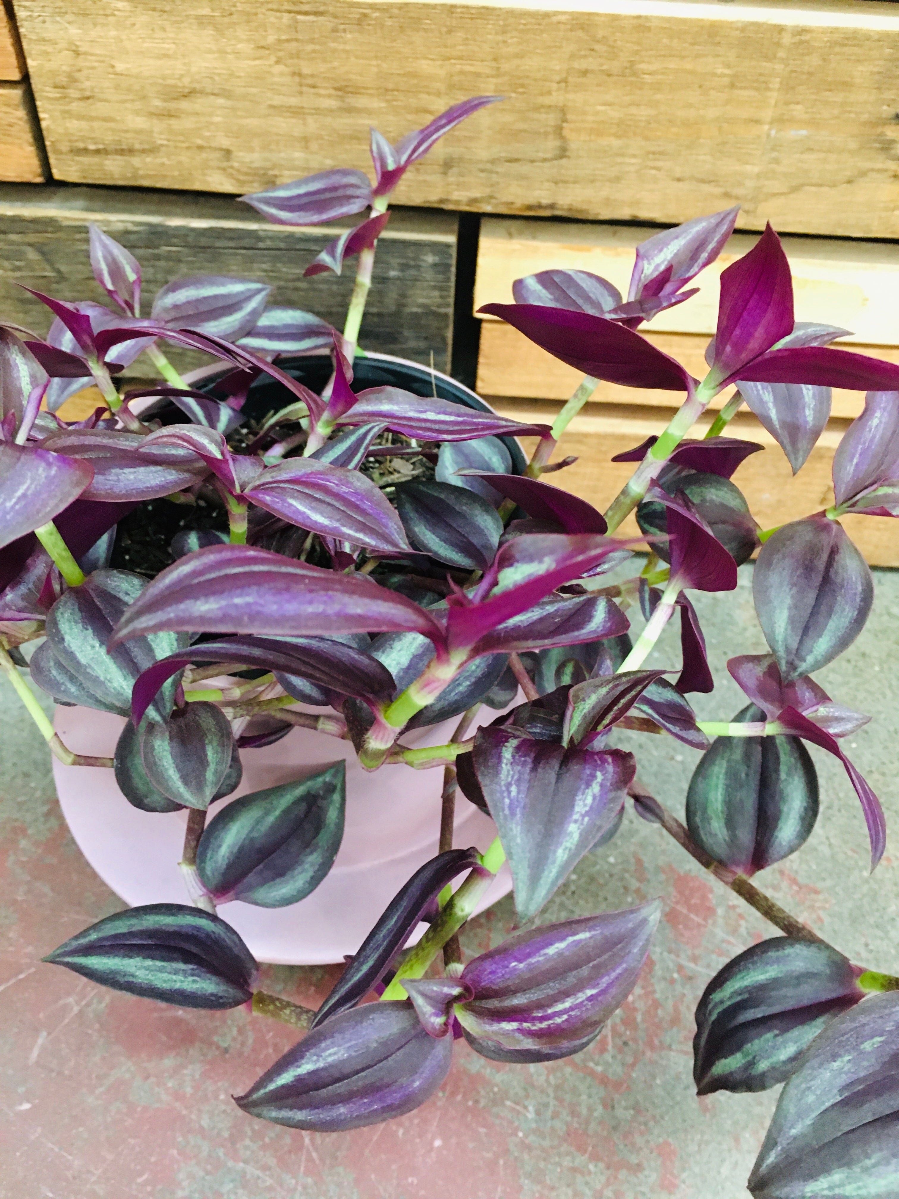 Tradescantia Zebrina - Purple plant Westland 