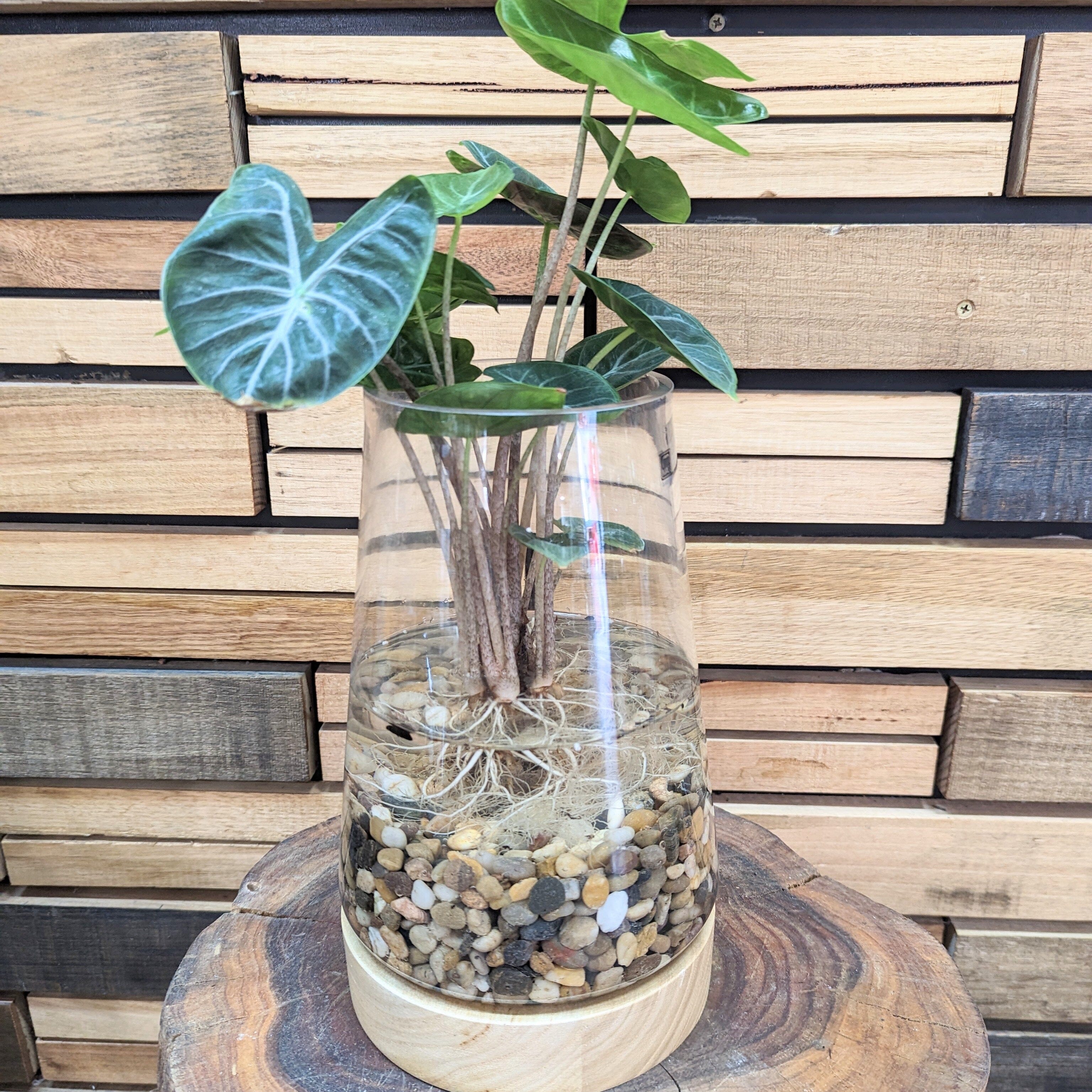 Water Plant Vase - DIY Home & Garden Waratah Alocasia ‘Ivory Coast’ (complete, pick up only from Hobart Store) 