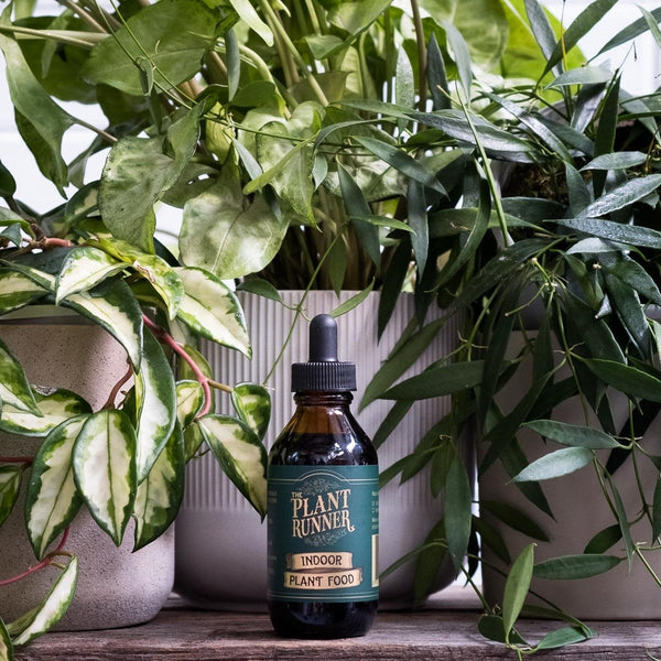 the plant runner indoor plant food THE PLANT RUNNER INDOOR PLANT FOOD – The Spotted Quoll