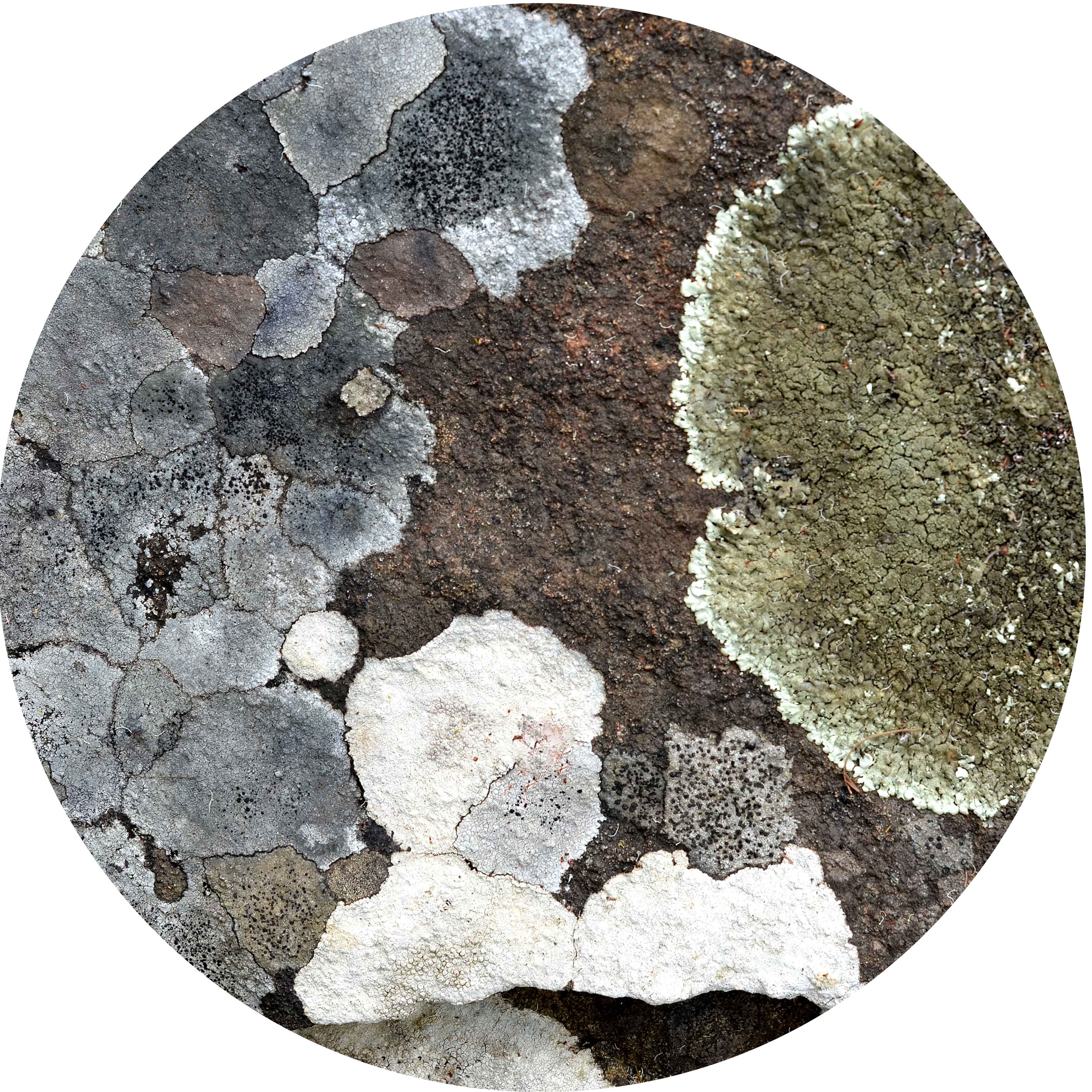Placemat and Coaster Sets - The Spotted Quoll Studio table ware The Spotted Quoll Cool Climate Lichen 