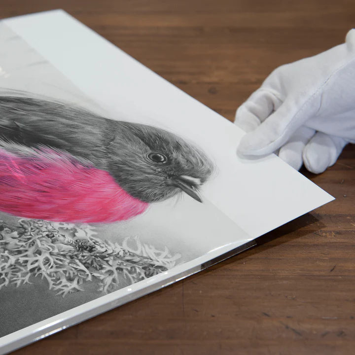 'Pink Robin' Art Print - Fiona Francois Art Print Fiona Francois 