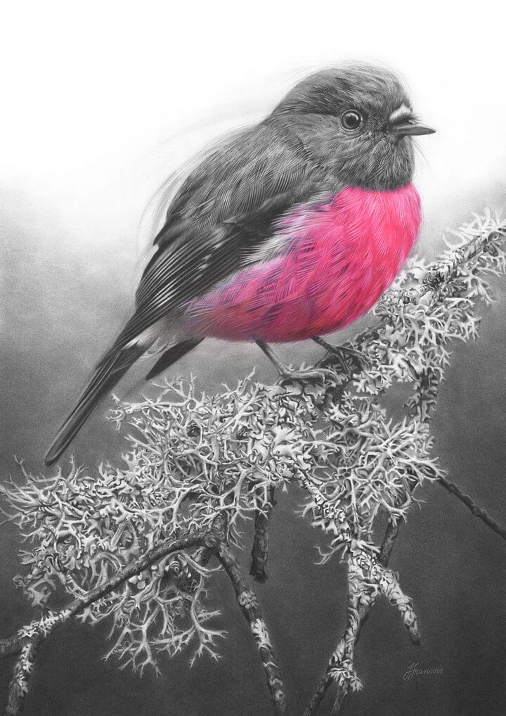 'Pink Robin' Art Print - Fiona Francois Art Print Fiona Francois A2 Pink Robin 